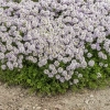 Macierzanka kaskadowa Longicaulis – Thymus longicaulis, bylina